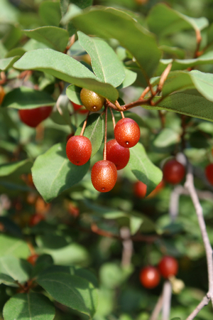 Sherwood's Goumi Berry, Gumi, Natsugumi, Cherry Silverberry, Elaeagnus mutliflora 'Sherwood'